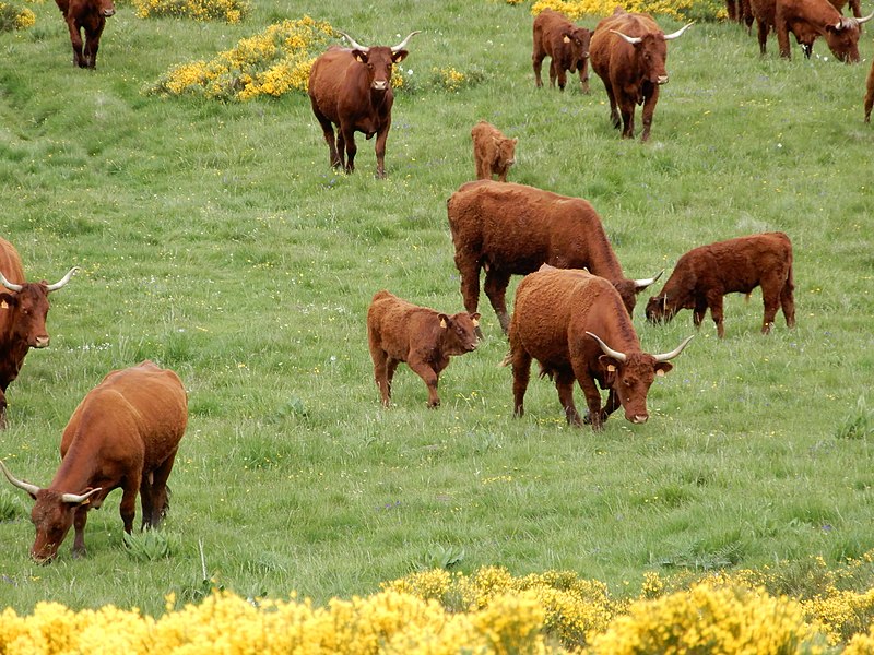 Salers cattle